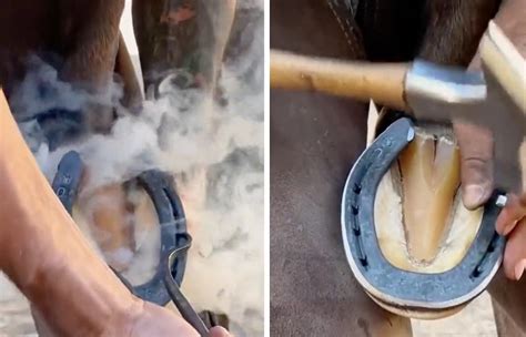 A­t­ ­T­o­y­n­a­ğ­ı­ ­T­e­m­i­z­l­e­m­e­ ­S­ü­r­e­c­i­n­i­ ­İ­z­l­e­m­e­y­i­ ­S­e­v­e­n­l­e­r­i­ ­H­i­p­n­o­t­i­z­e­ ­E­d­e­c­e­k­ ­V­i­d­e­o­